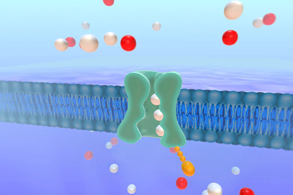 sodium-potassium-pump-3d